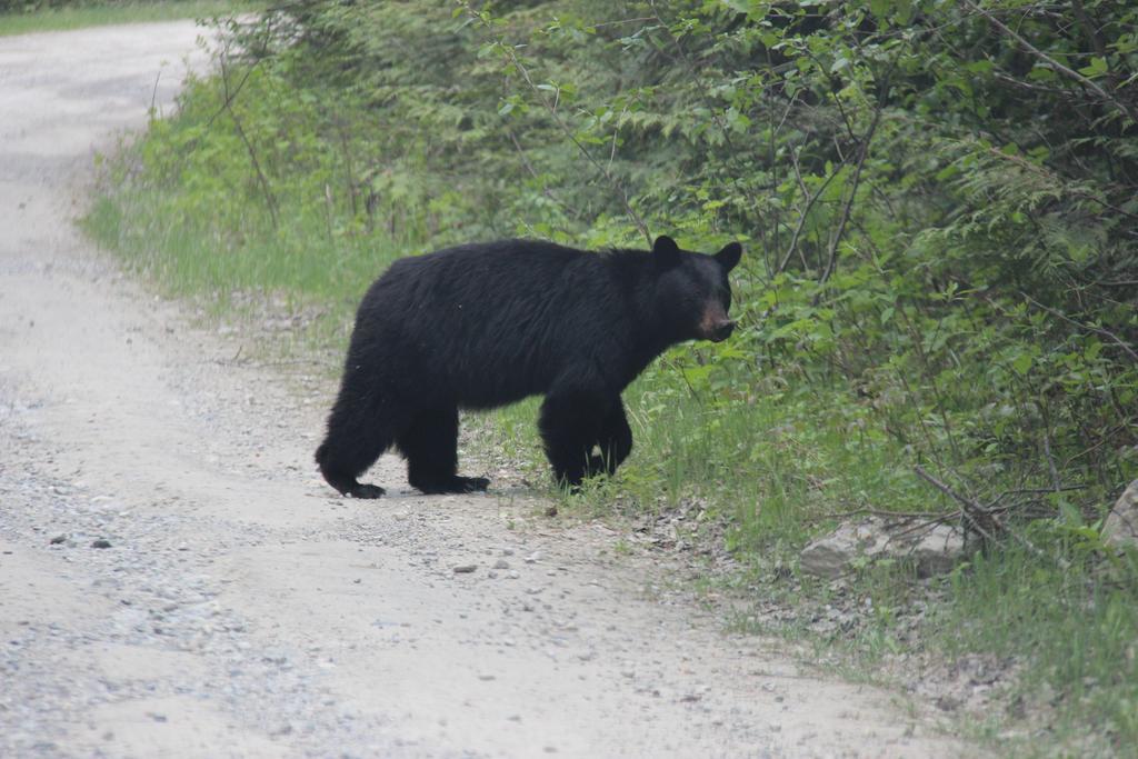 Bear Paw Lodge 戈尔登 外观 照片